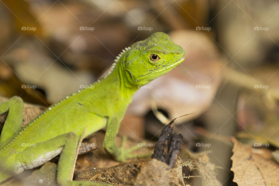 Green lizard in the wild.