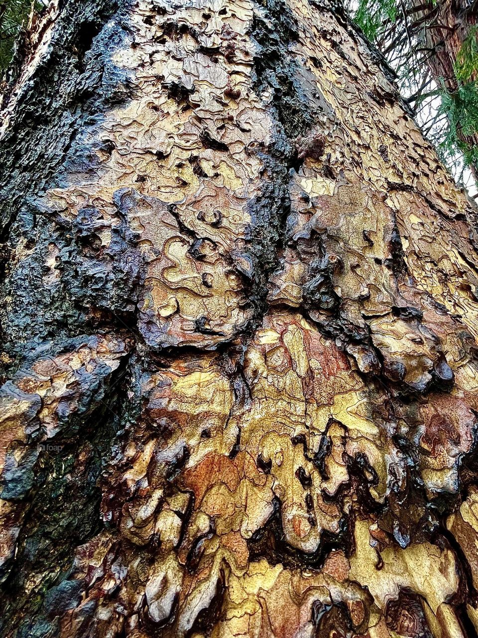 Tree Bark in the Woods 