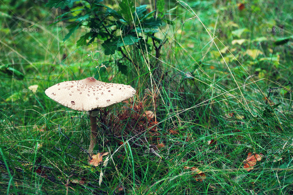 forest fall autumn skog by jbdc