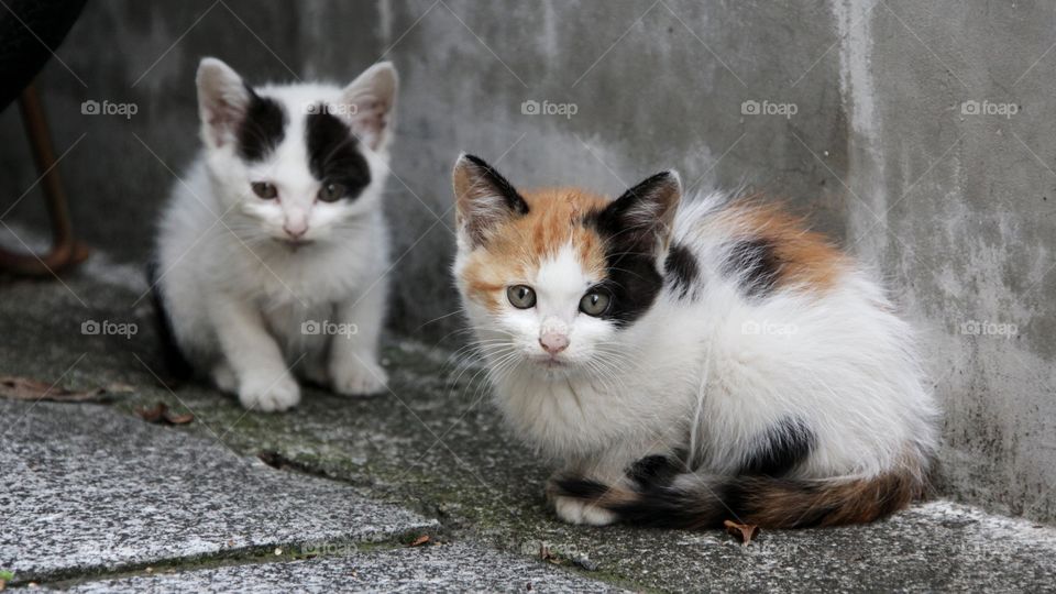 homeless kittens