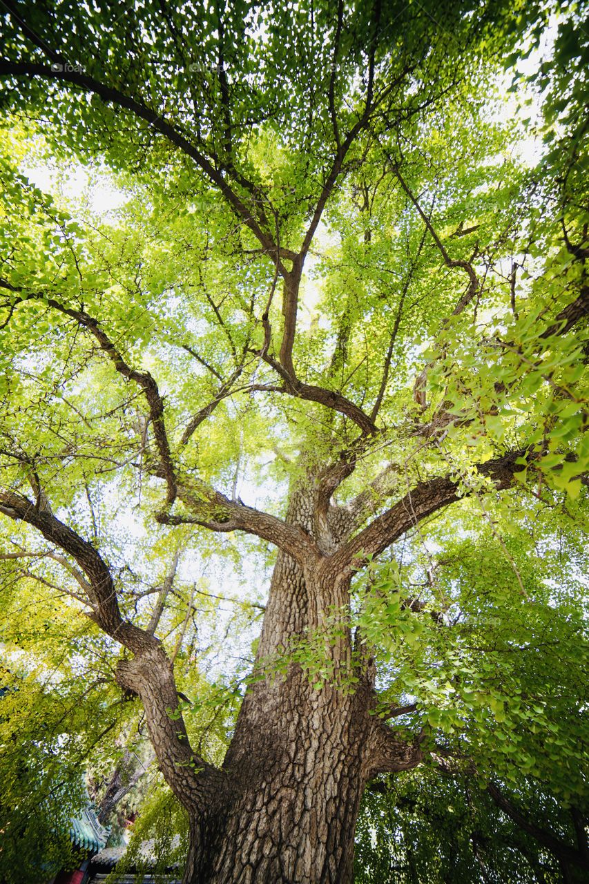 Shaolin temple gingko tree