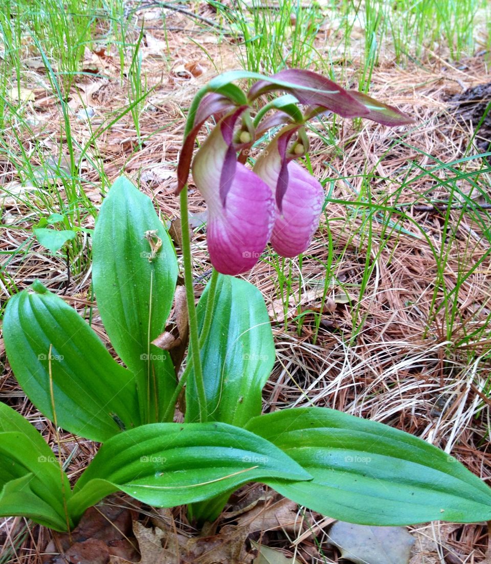 Double, Two pink Ladyslippers in Full Bloom.