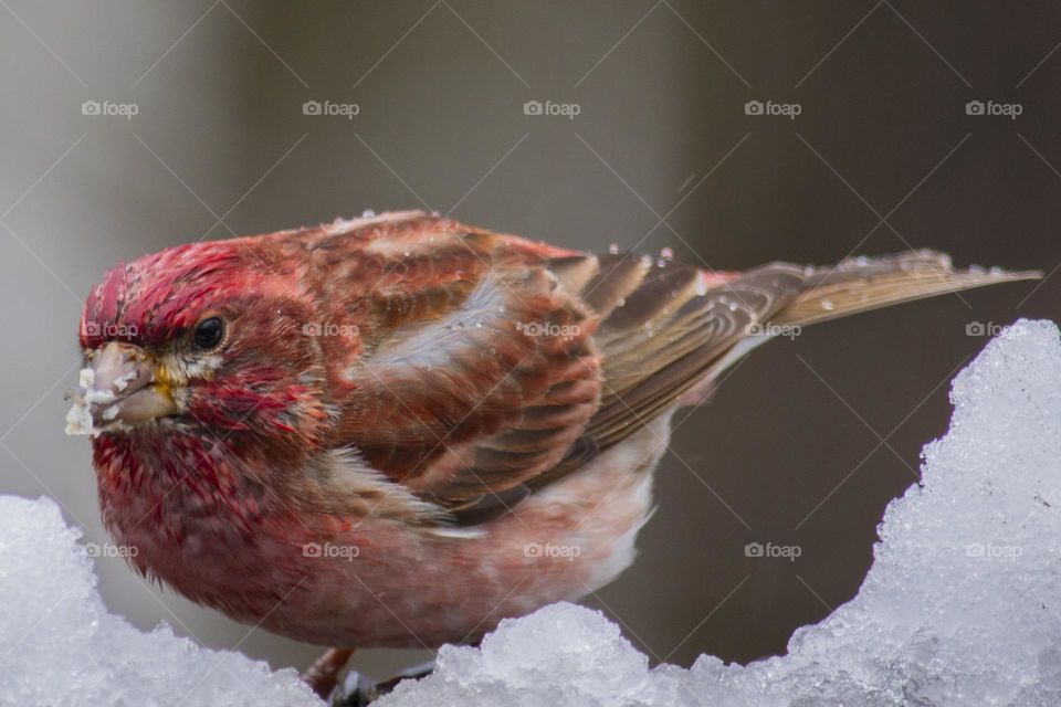 Purple Finch looking towards the camera