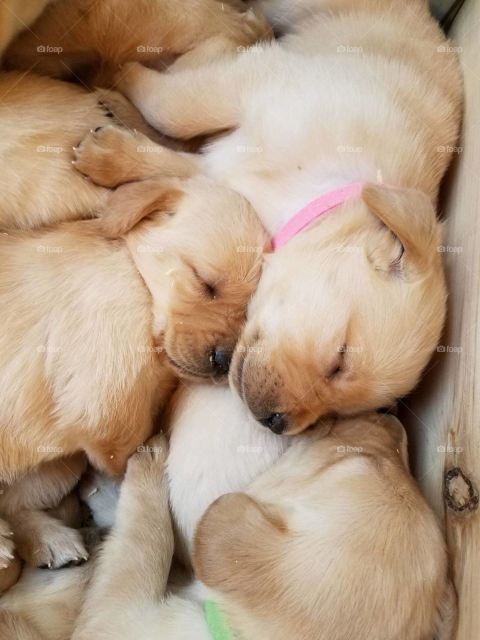 Sleepy puppies