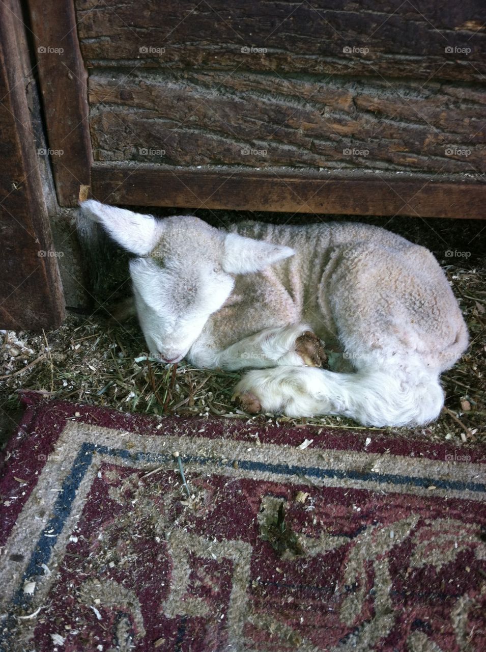 Lambing Around
