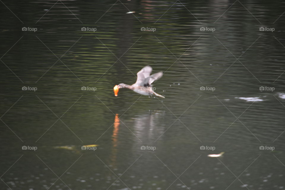The duck snatched the goldfish and is quickly rushing away across the lake - Nanxiang GuYi Garden 