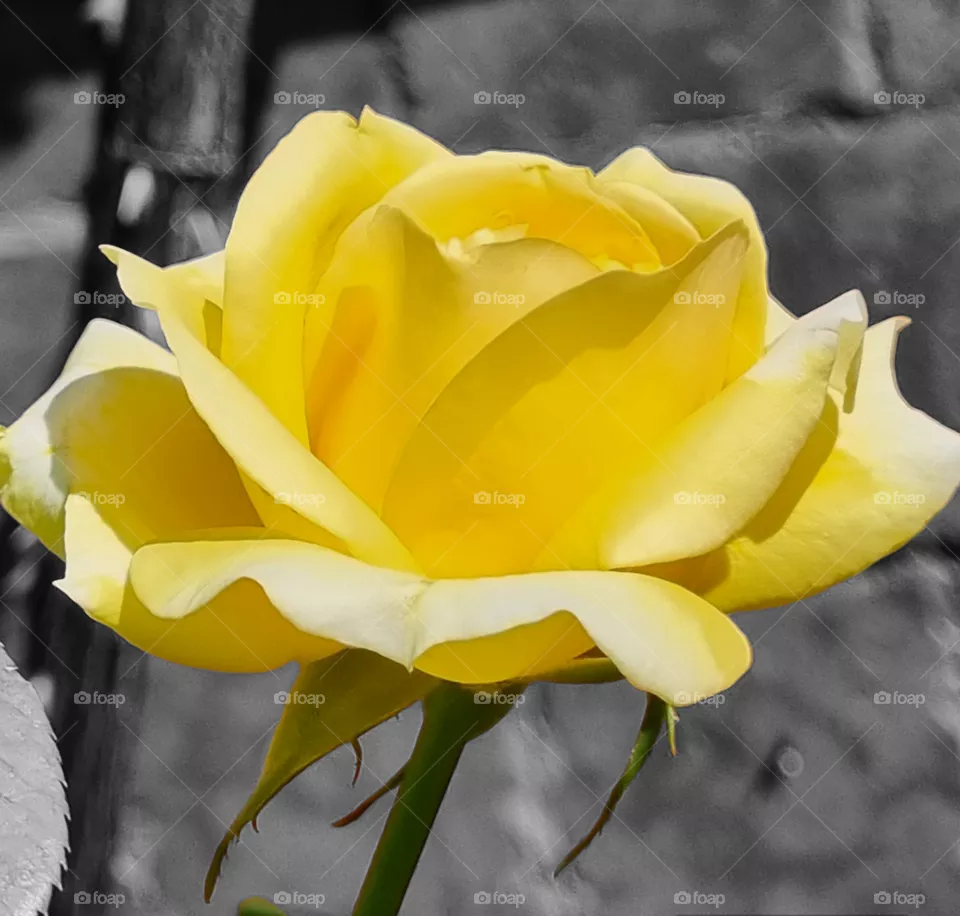 rose