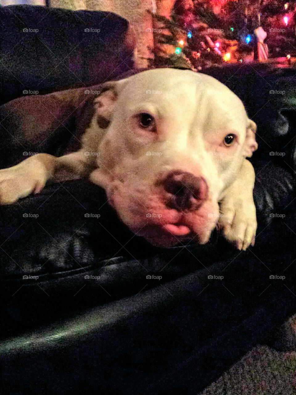 Merry Christmas  by Sapphire .