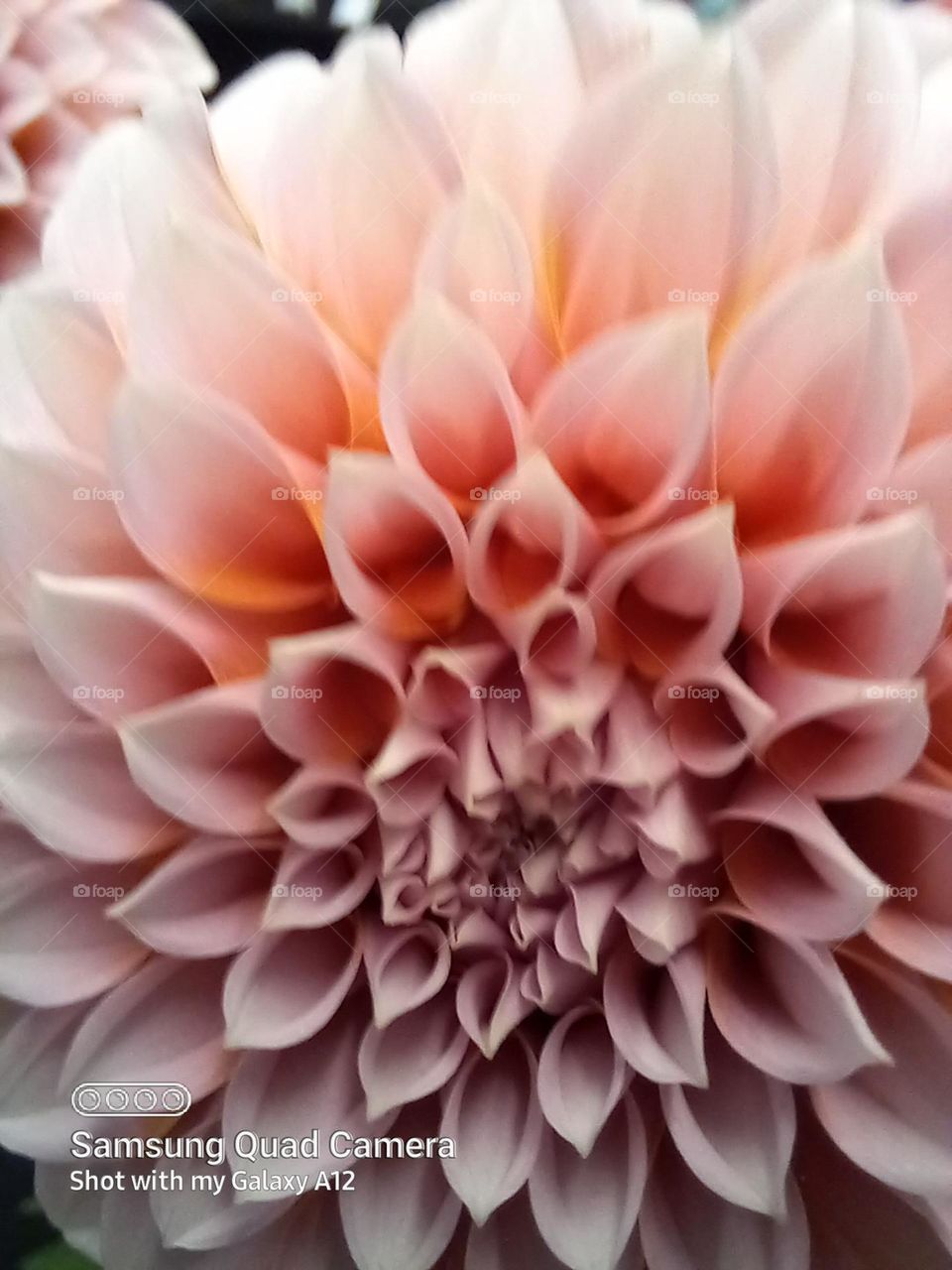 the wondrous Dahlia