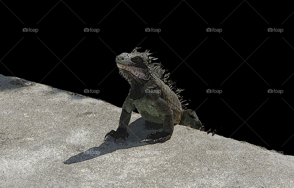 Sharp image of iguana Virgin Islands black and white with color scales