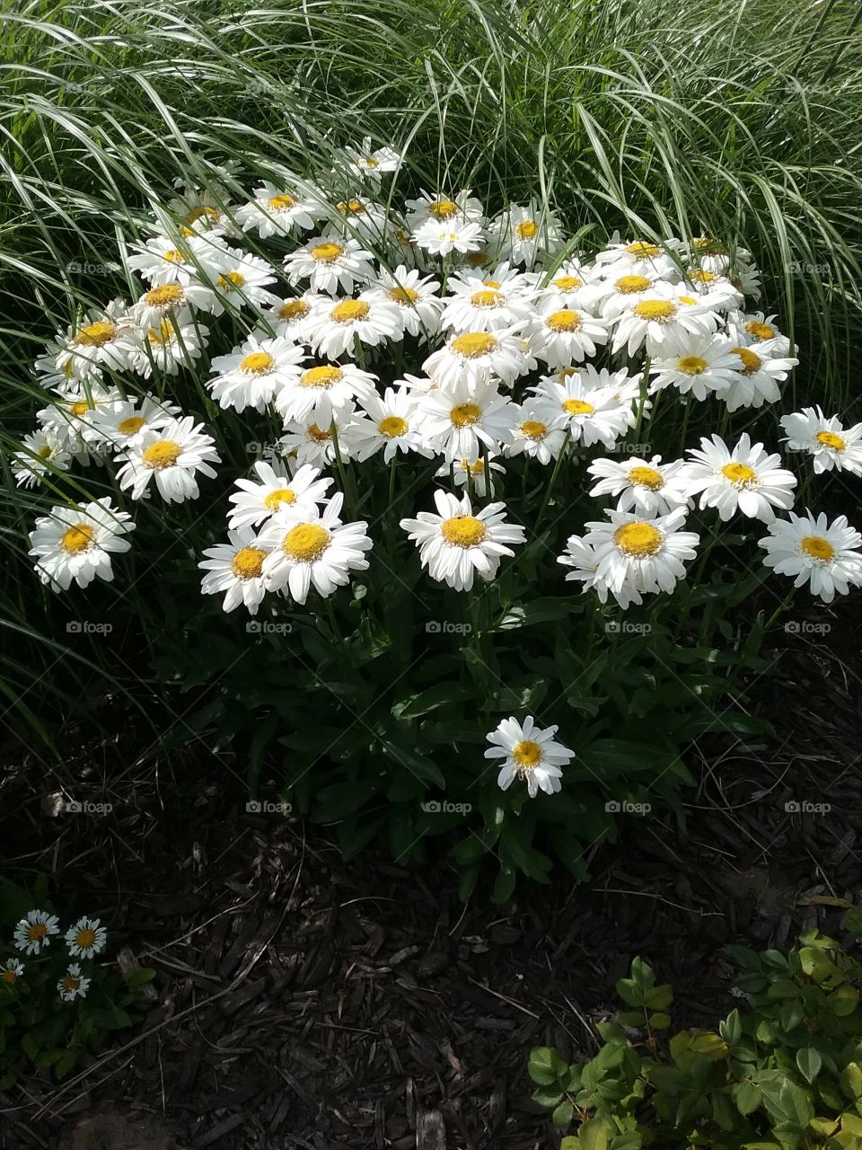Daisies