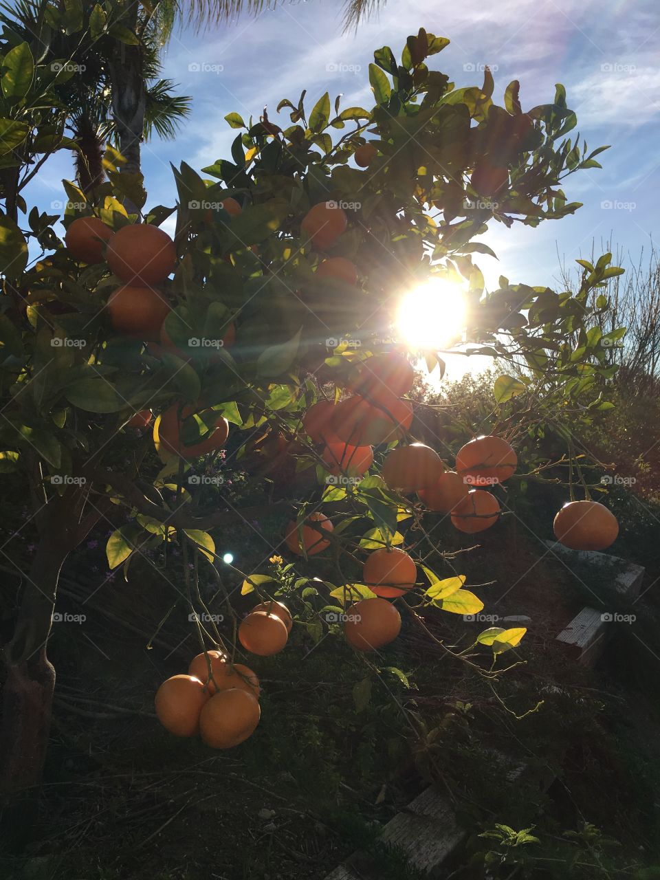 Orange tree with sunburst.