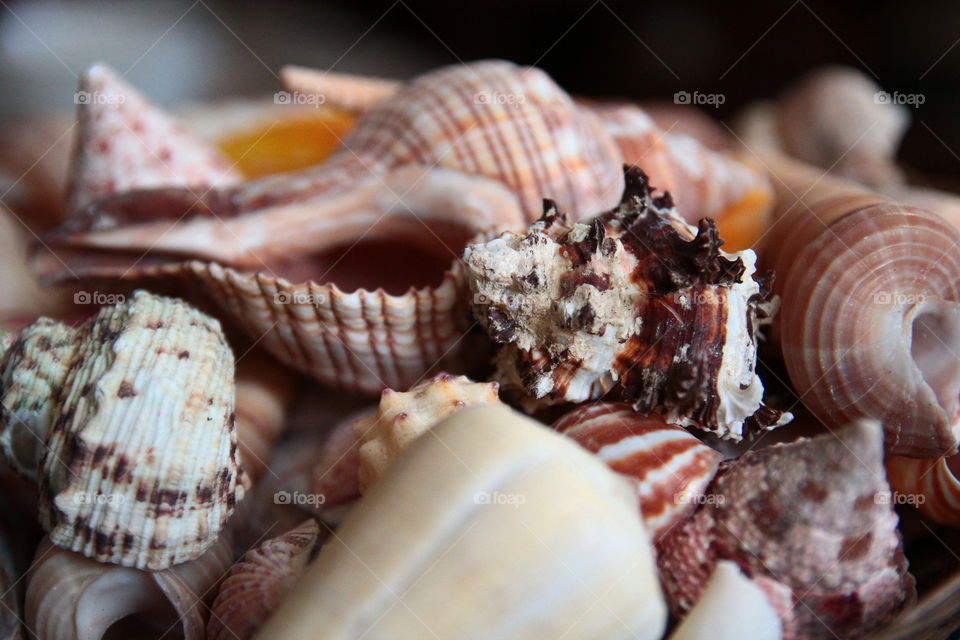 Variety of shells