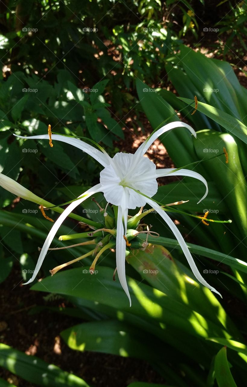 White flower Original content