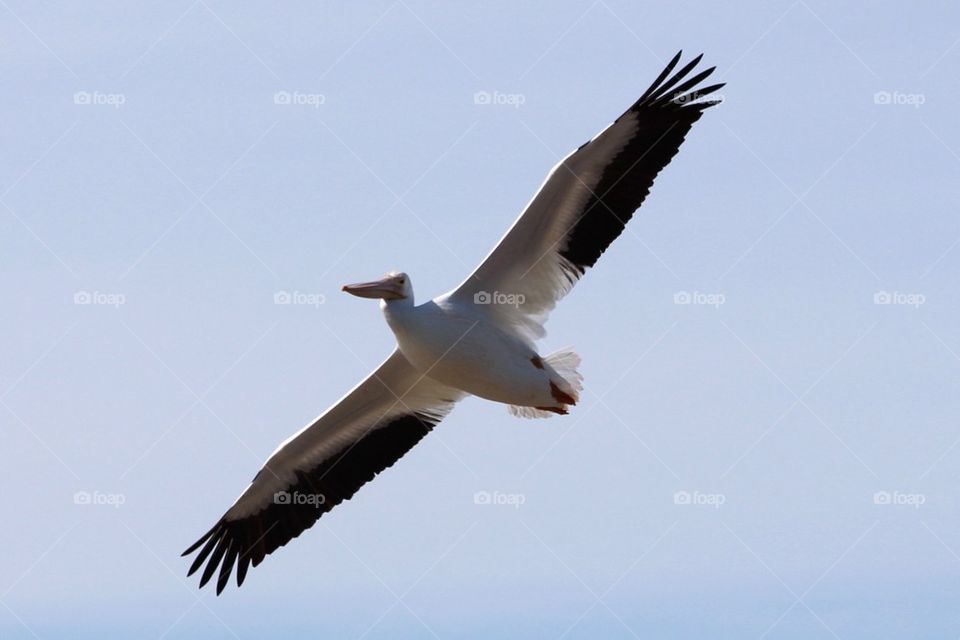 Pelican flying 