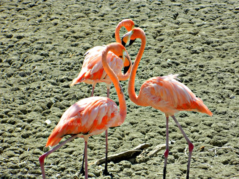 Pets and wild animals - Flamingos forming the shape of a heart - Flamingos are large birds that are identifiable by their long necks, sticklike legs and pink or reddish feathers. 