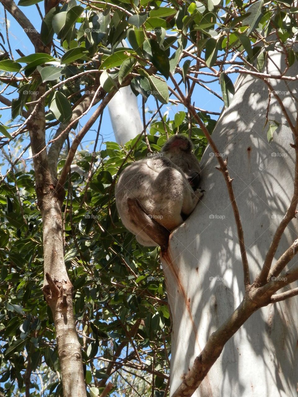 Koala