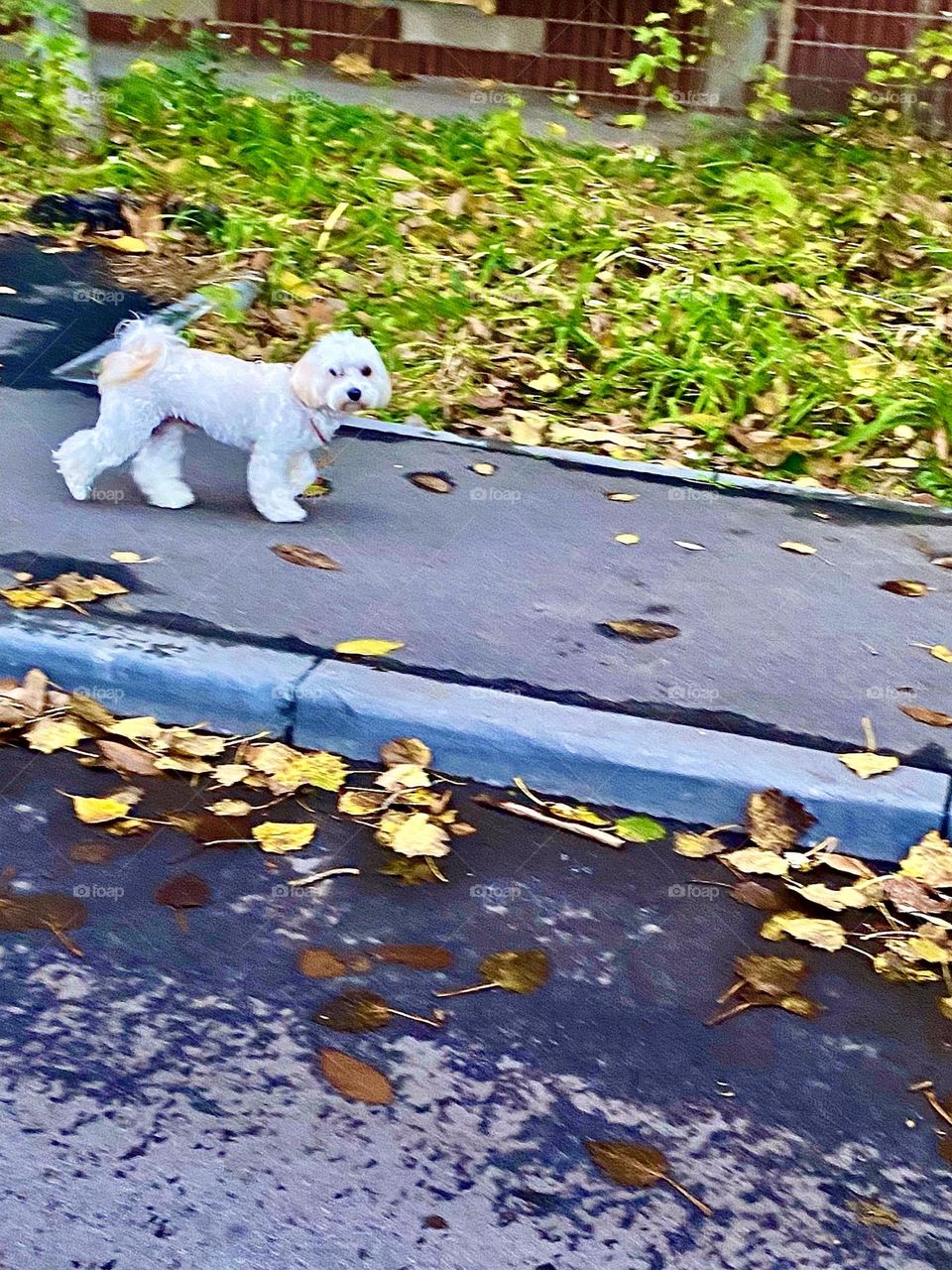 #dog #walk
#pavement #autumn #