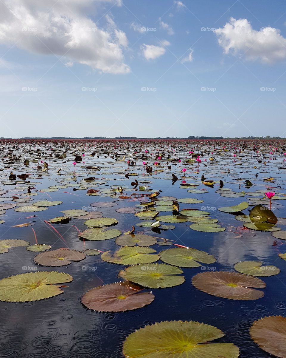 Scenic view of lotus lake against blue sky