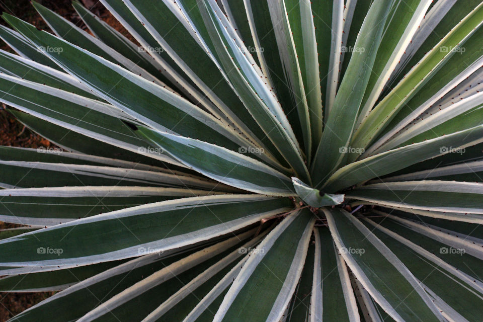 patterned leaf