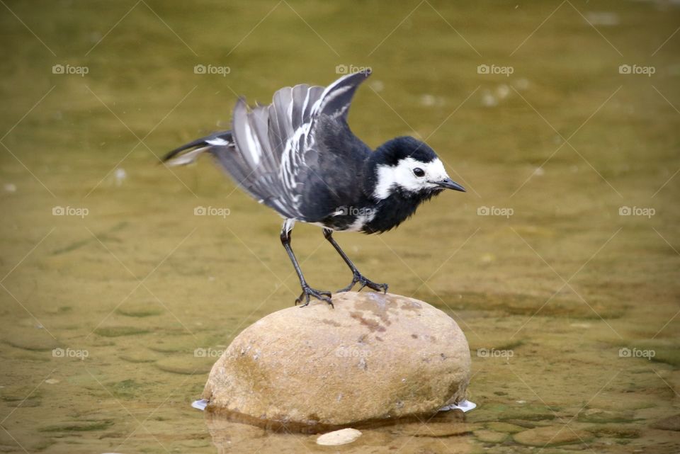 Wagtail 