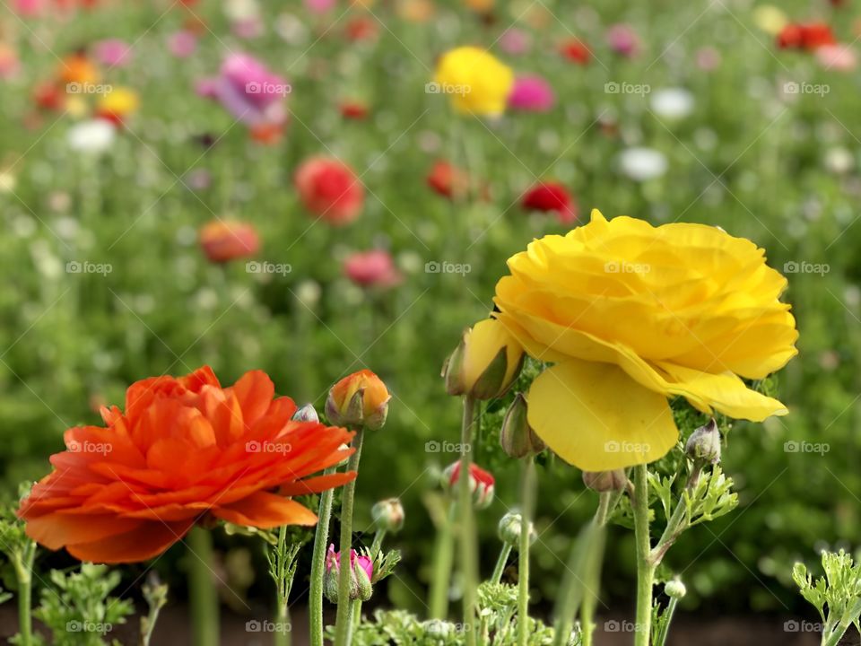 Foap Mission Spring! Flower Fields Of Carlsbad California Brightly Colored Spring Ranunculus! 