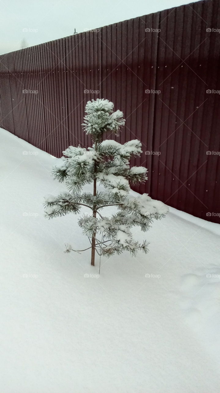Сосна в снегу