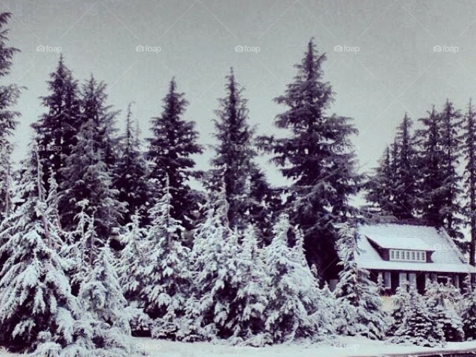 Winter house 
