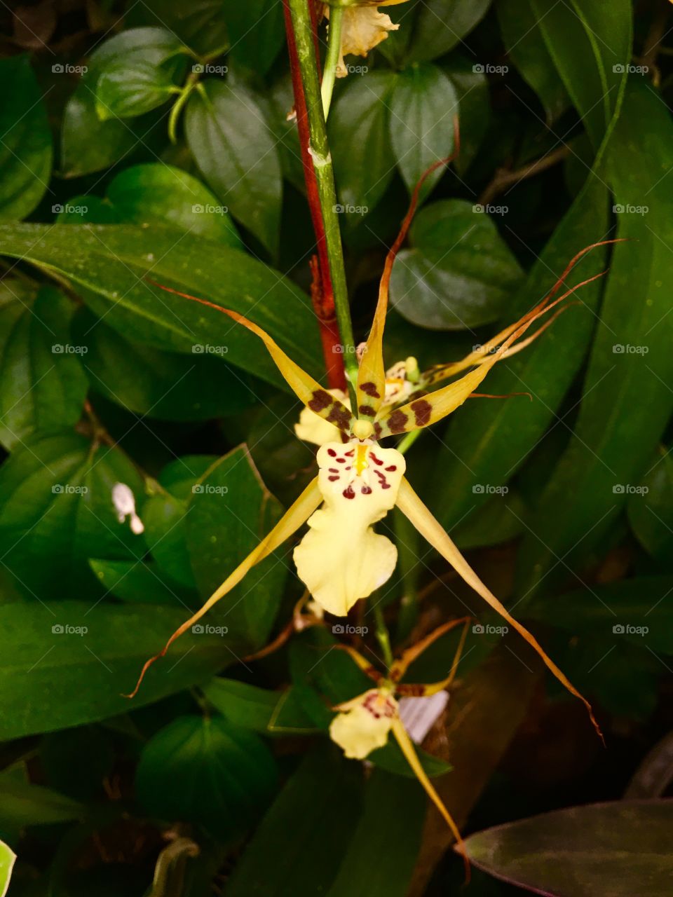 Shockingly Beautiful 