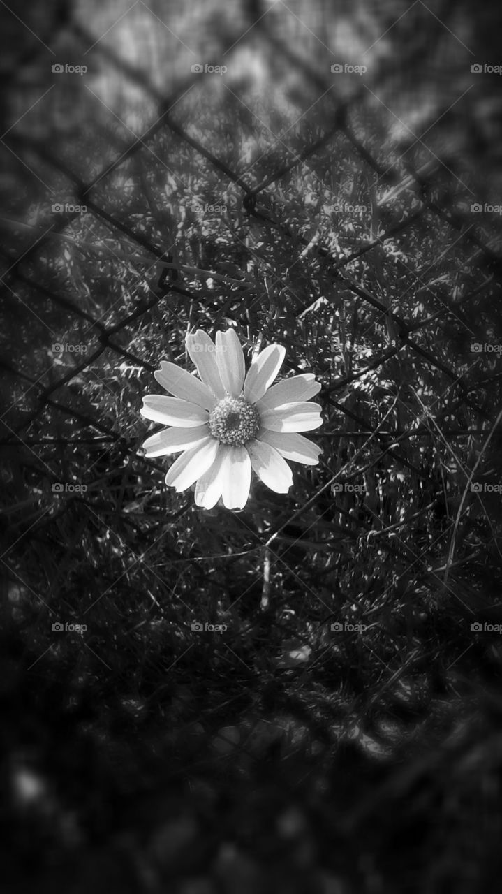Blooming single white beautiful wild flower in garden behind fence 
in monochrome