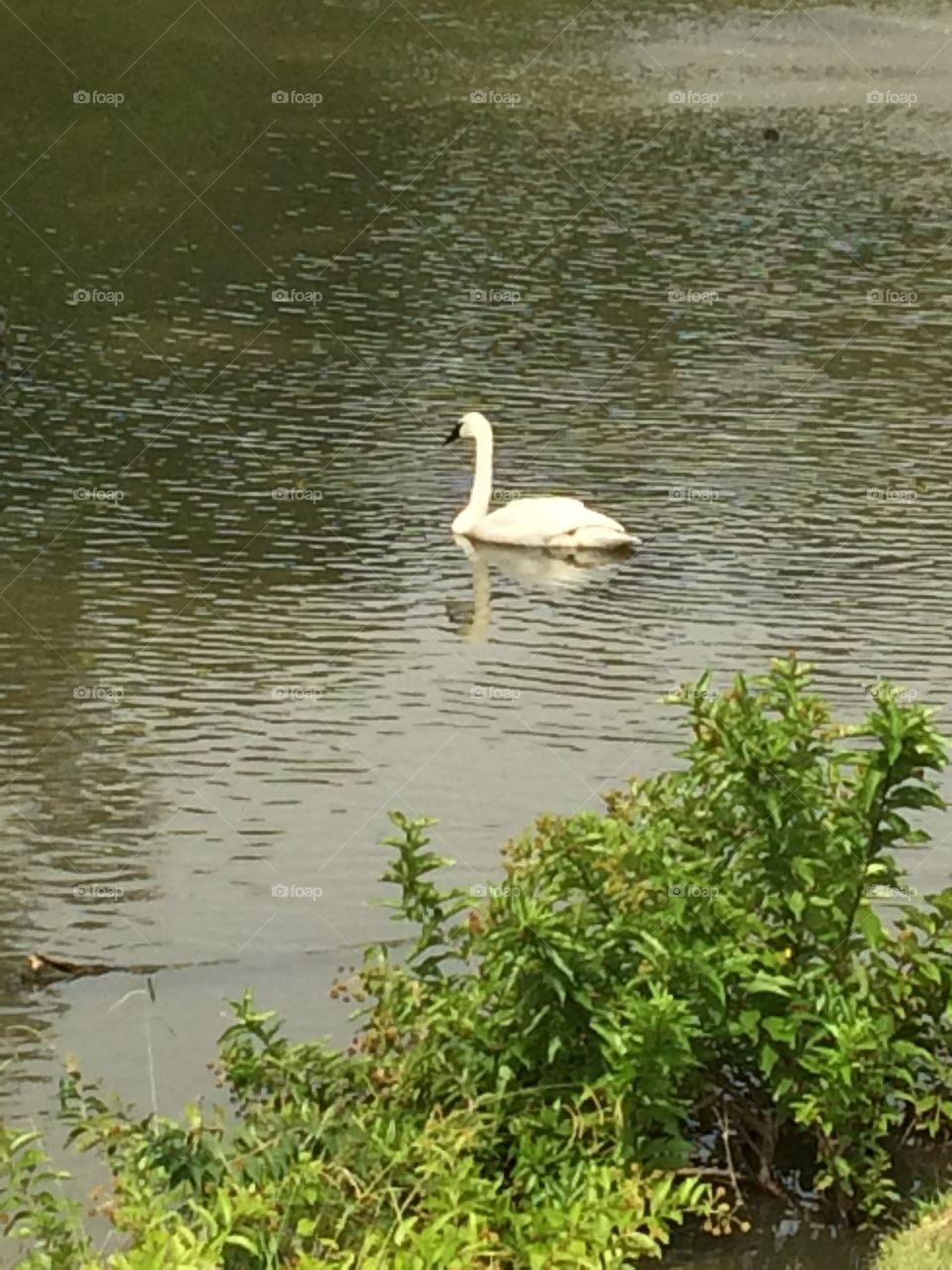 Summer Swan