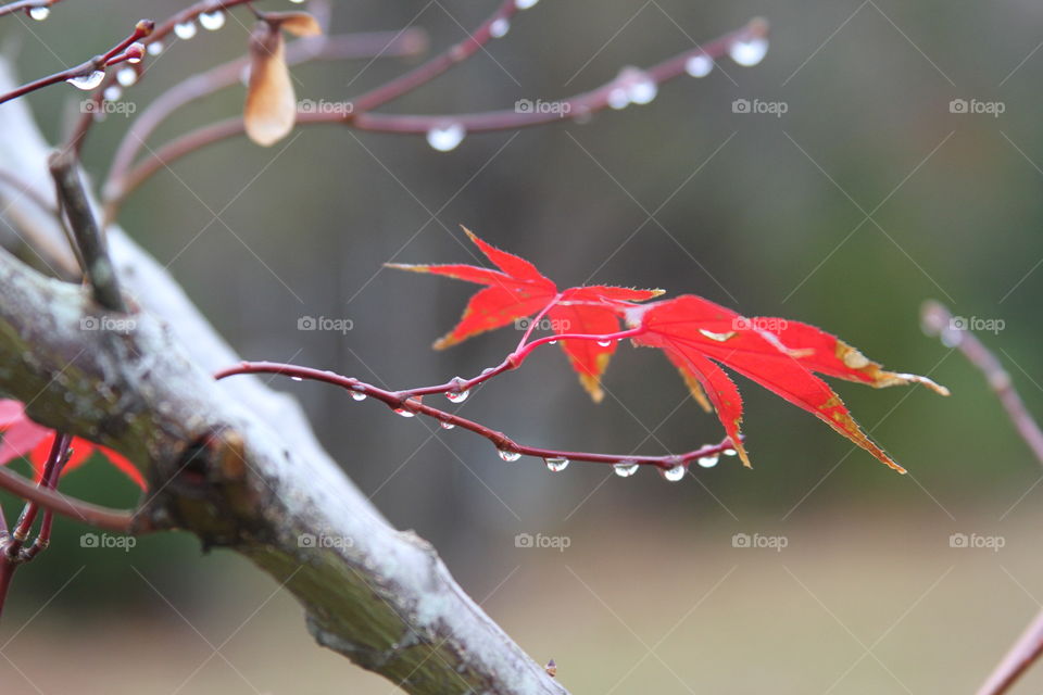 red leaves on a misty day with branches adorned with water drops.