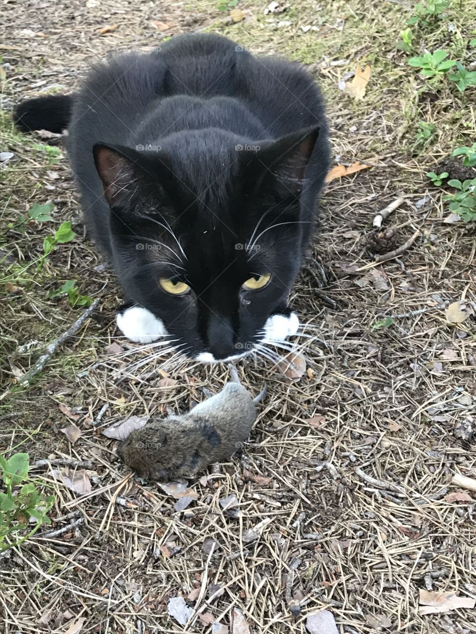 Cat hunting mice