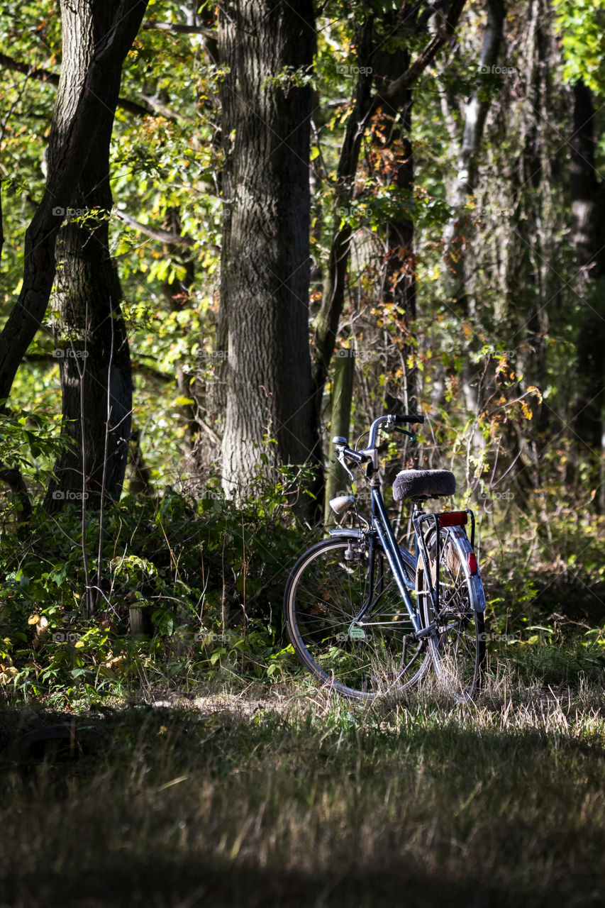 A scenic portrait of a bicycle in the middle of the woods. Perfect weather for a bike ride through the forest.