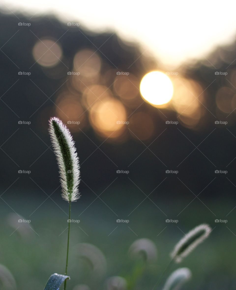 Blue Grama grass in a meadow against blurred sun through the trees