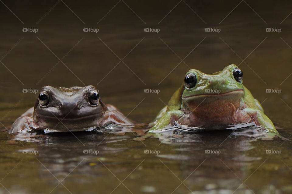 Two Frogs In The Water