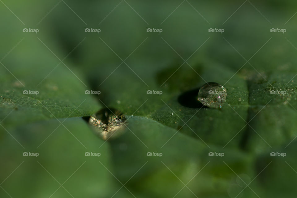 water drops on leaf