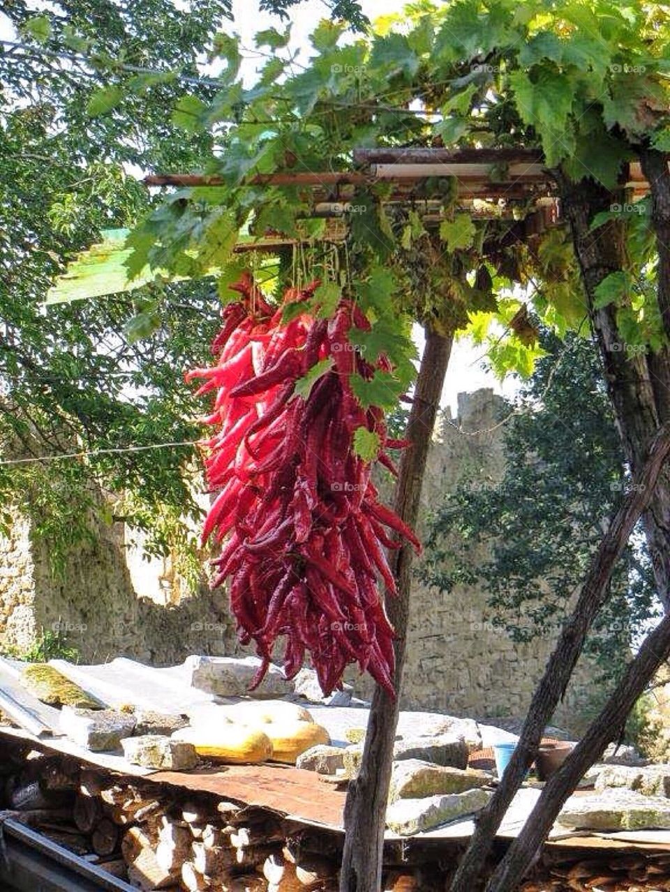 Paprika drying