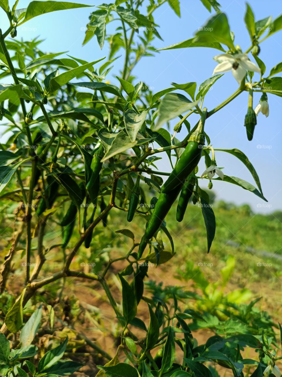 green chillies