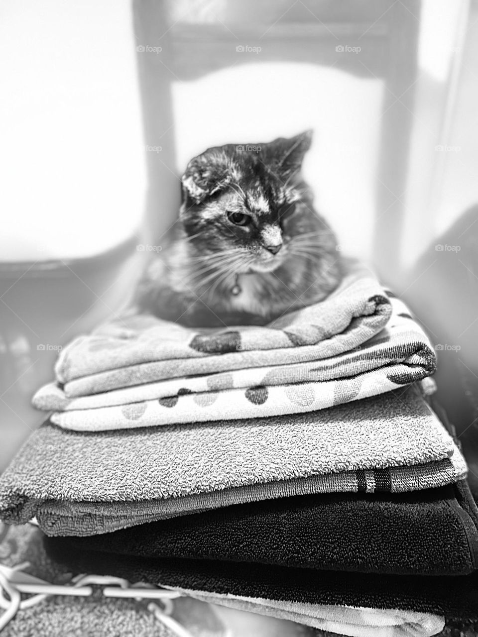 Tortoiseshell tabby on folded towels