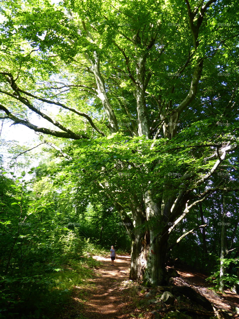 Big old oak tree 