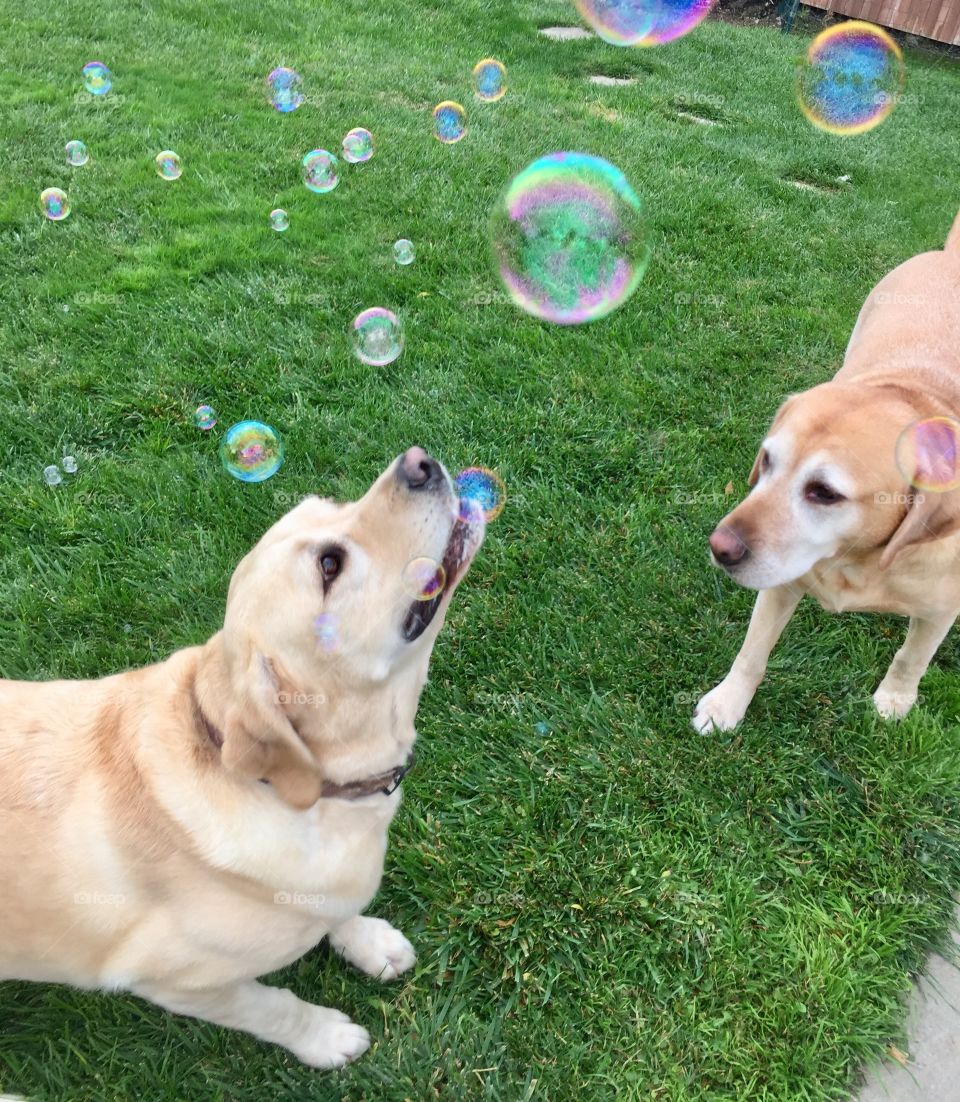 Dog and soap bubbles 