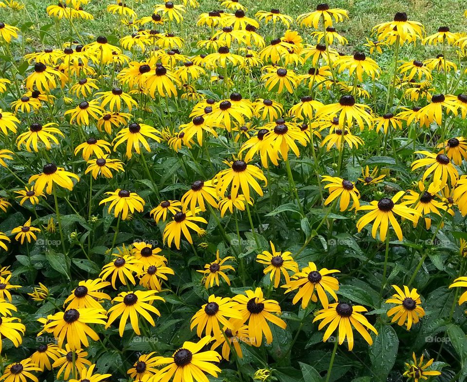 Black Eyed Susans