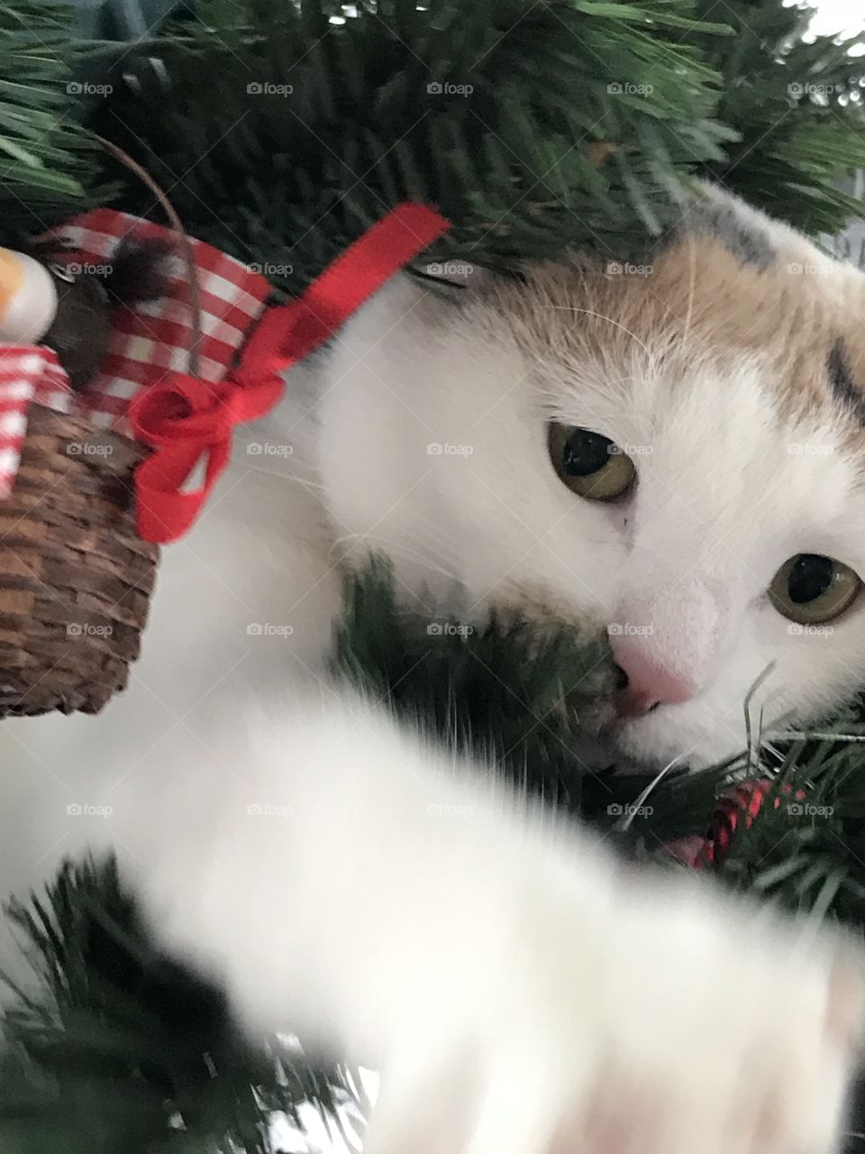 Kitty in the Christmas tree