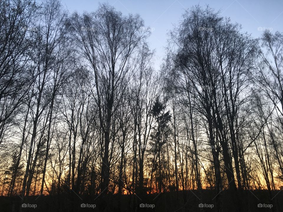 Sunset in the forest through some high trees