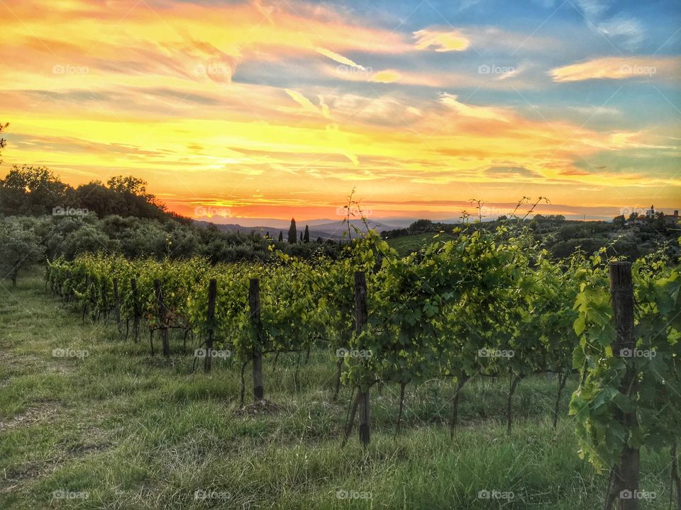 Summer sunset in the vineyard 