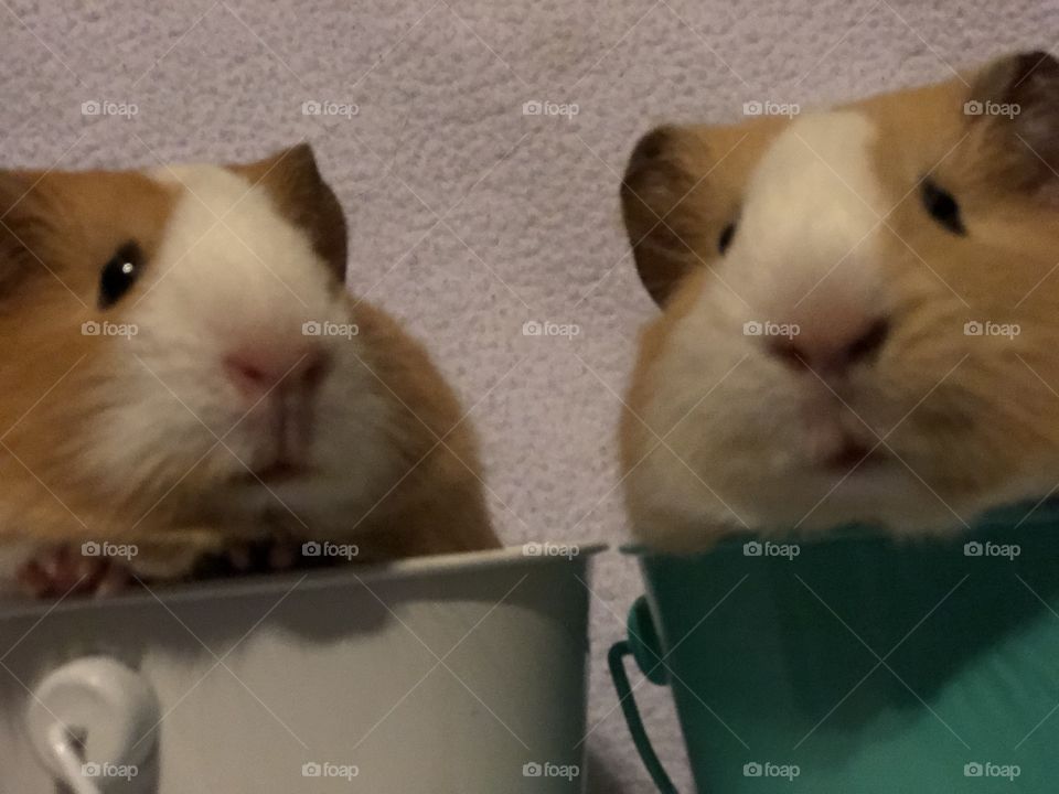 Two baby guinea pigs