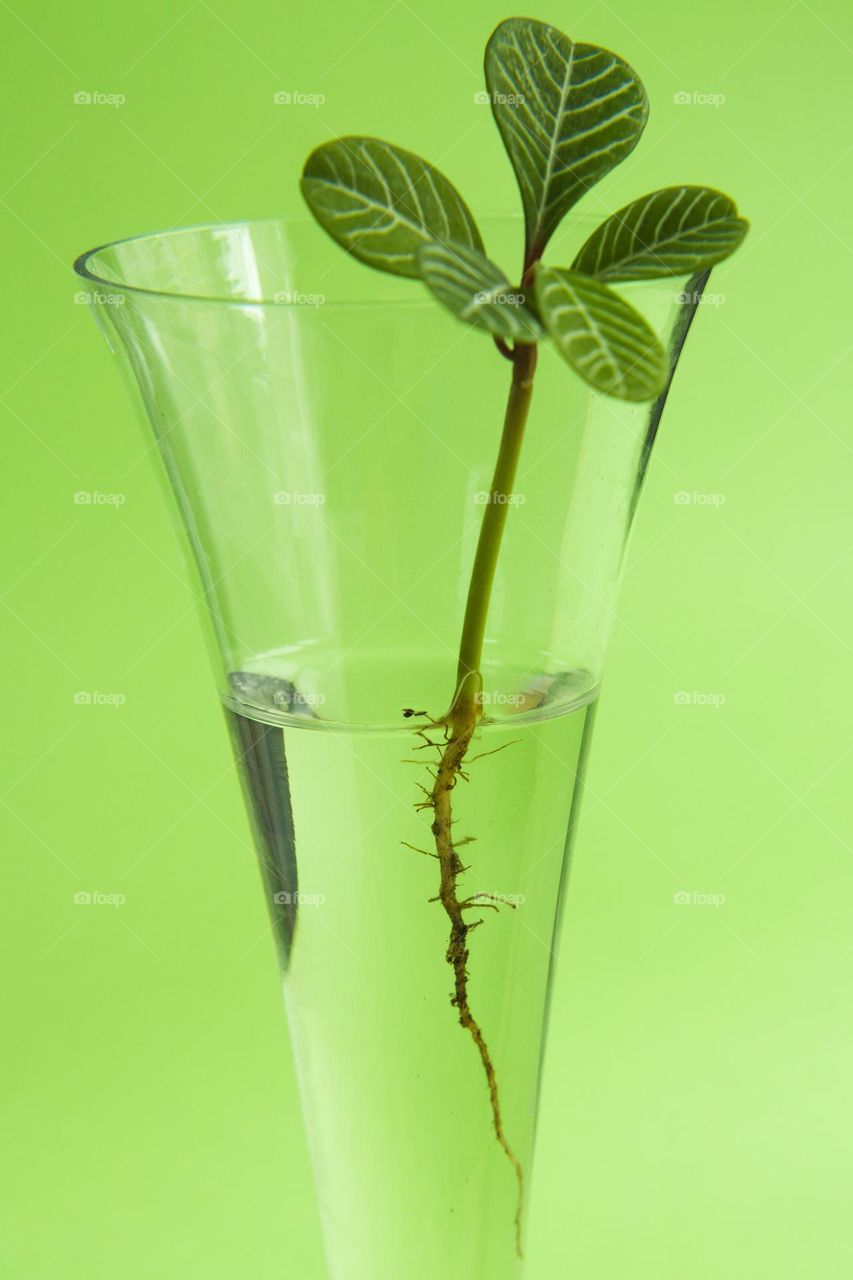 Green flower in the vase against green background 