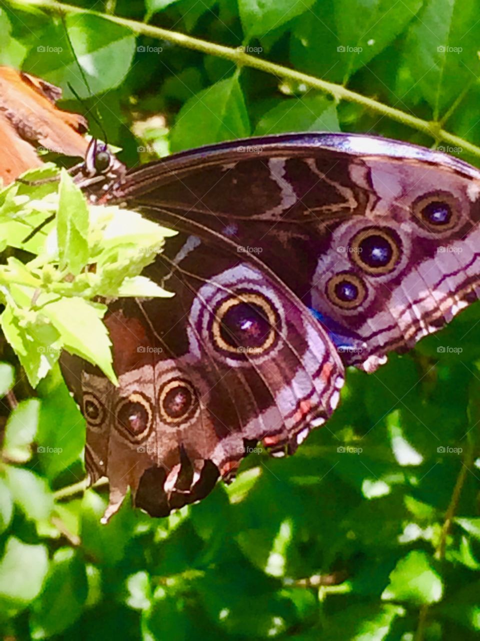A butterfly closeup