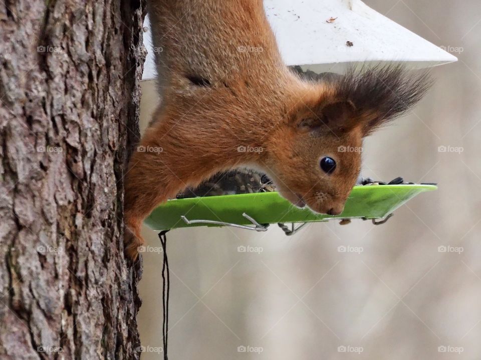 Squirrel